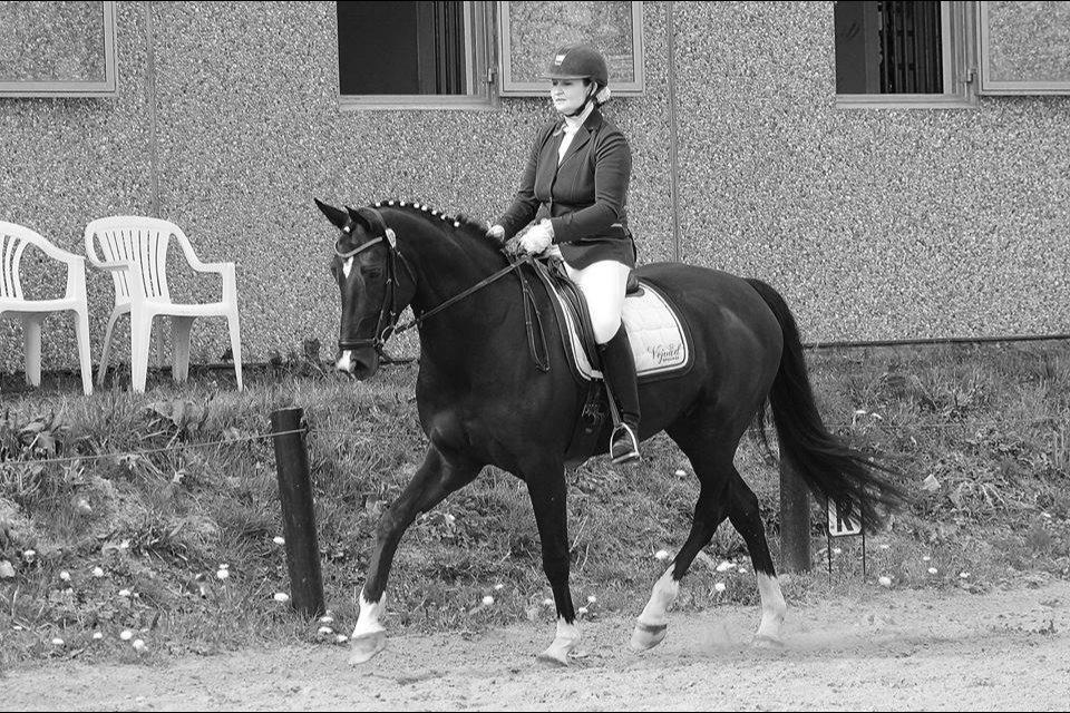 Dansk Varmblod DIA DE CANNON billede 30