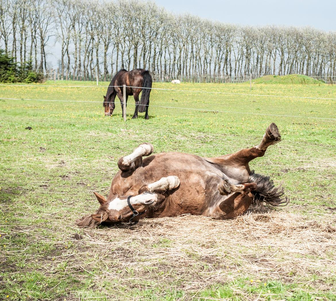 Welsh Pony af Cob-type (sec C) Pwllmelin Georgina (Blob)  - Den fede godkender græsset  billede 16