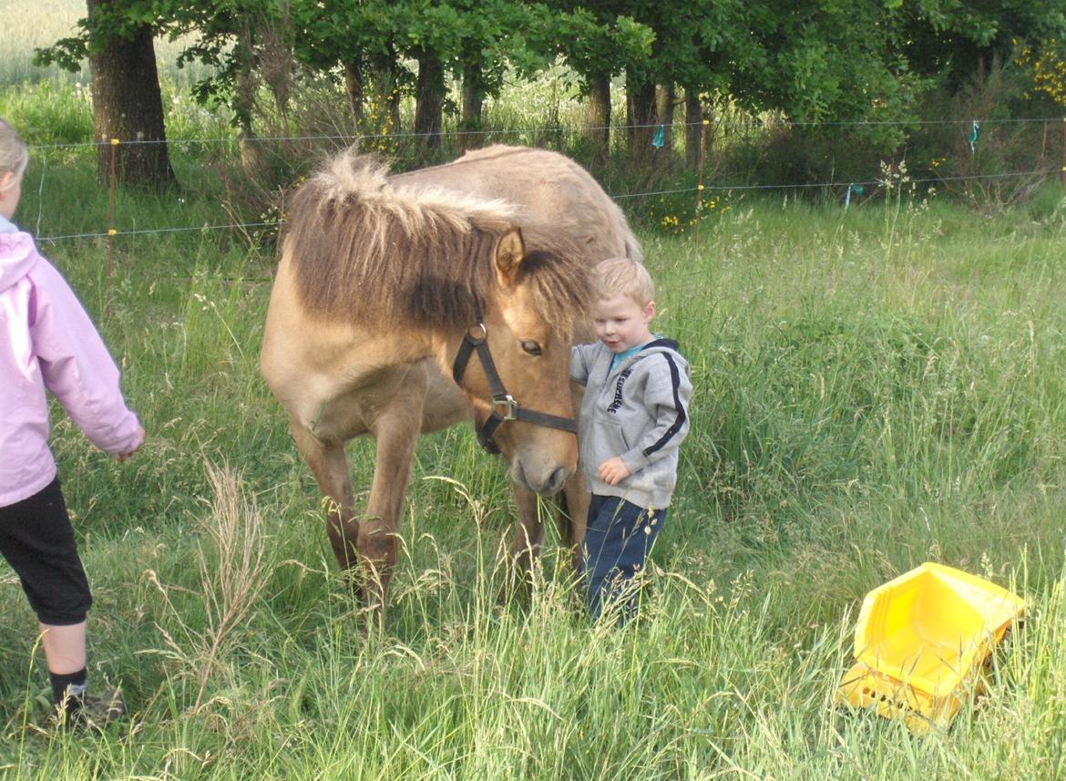 Islænder Olga fra Jespersgaarde billede 5