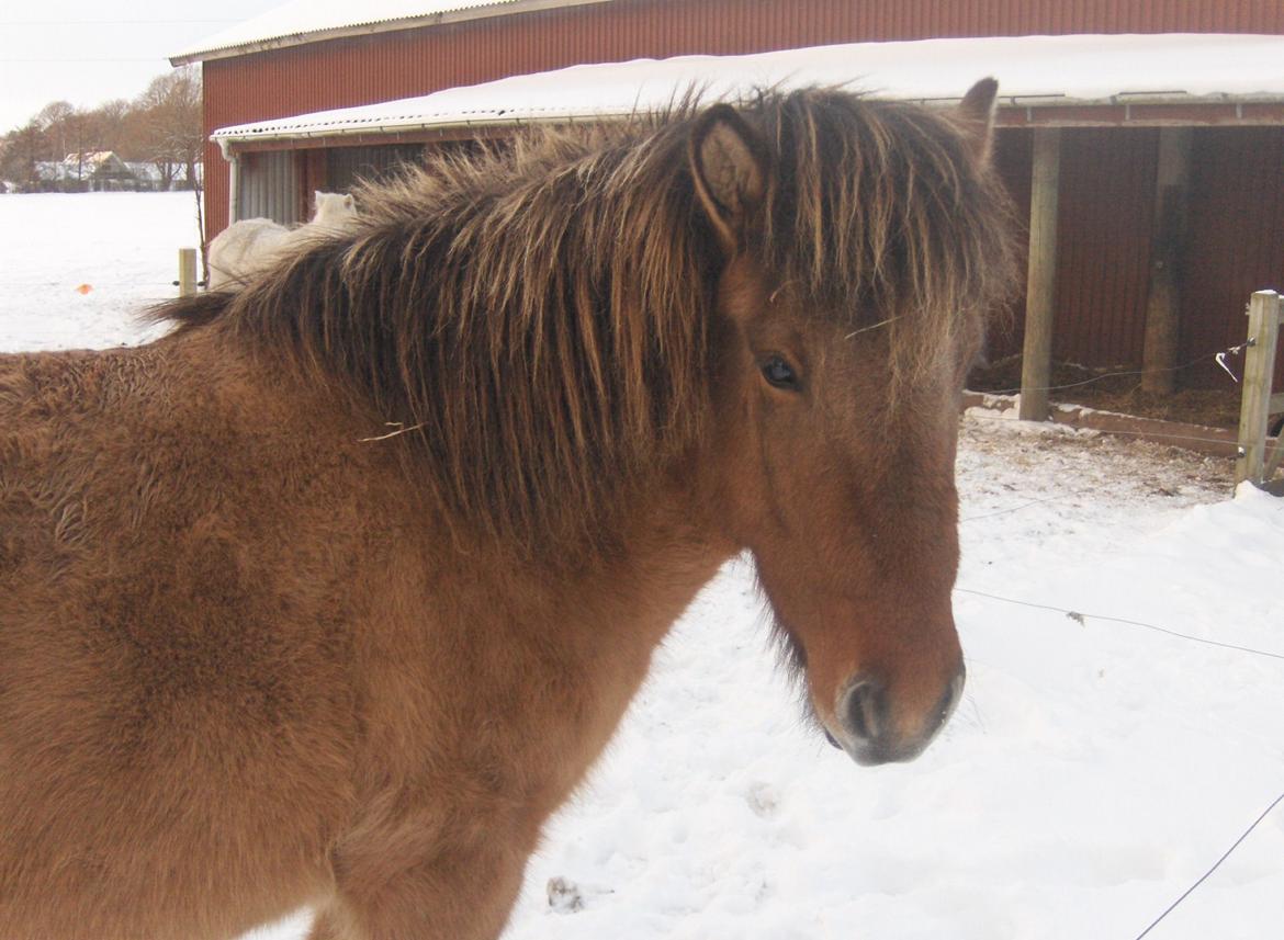 Islænder Olga fra Jespersgaarde billede 6