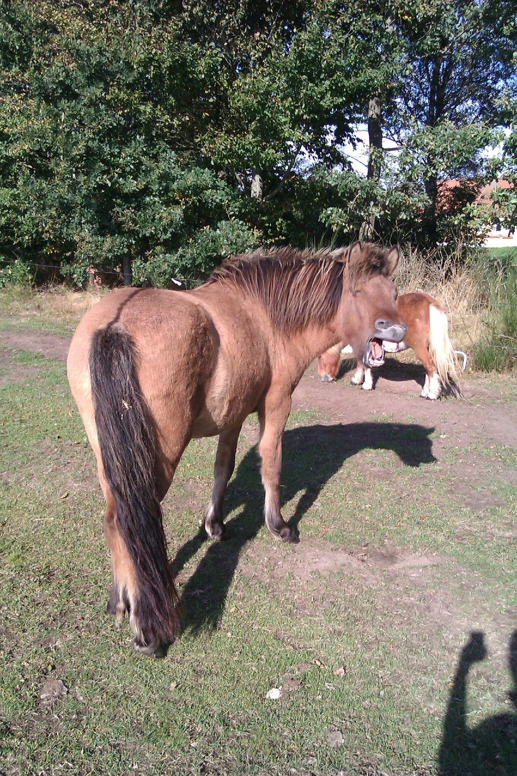 Islænder Olga fra Jespersgaarde billede 1