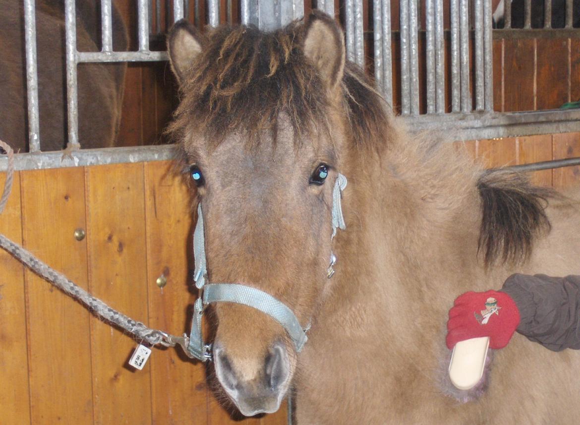 Islænder Olga fra Jespersgaarde billede 4