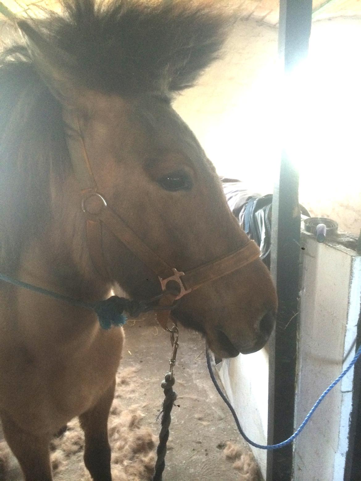 Islænder Olga fra Jespersgaarde billede 2