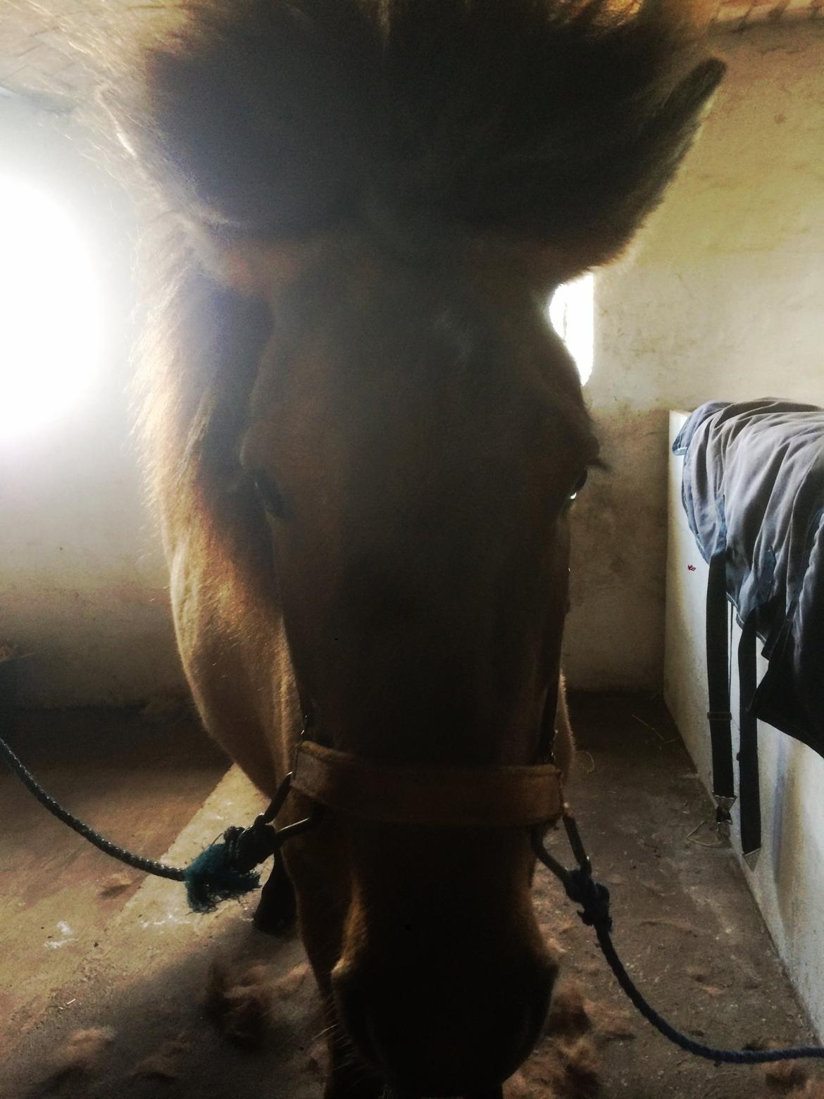 Islænder Olga fra Jespersgaarde billede 7