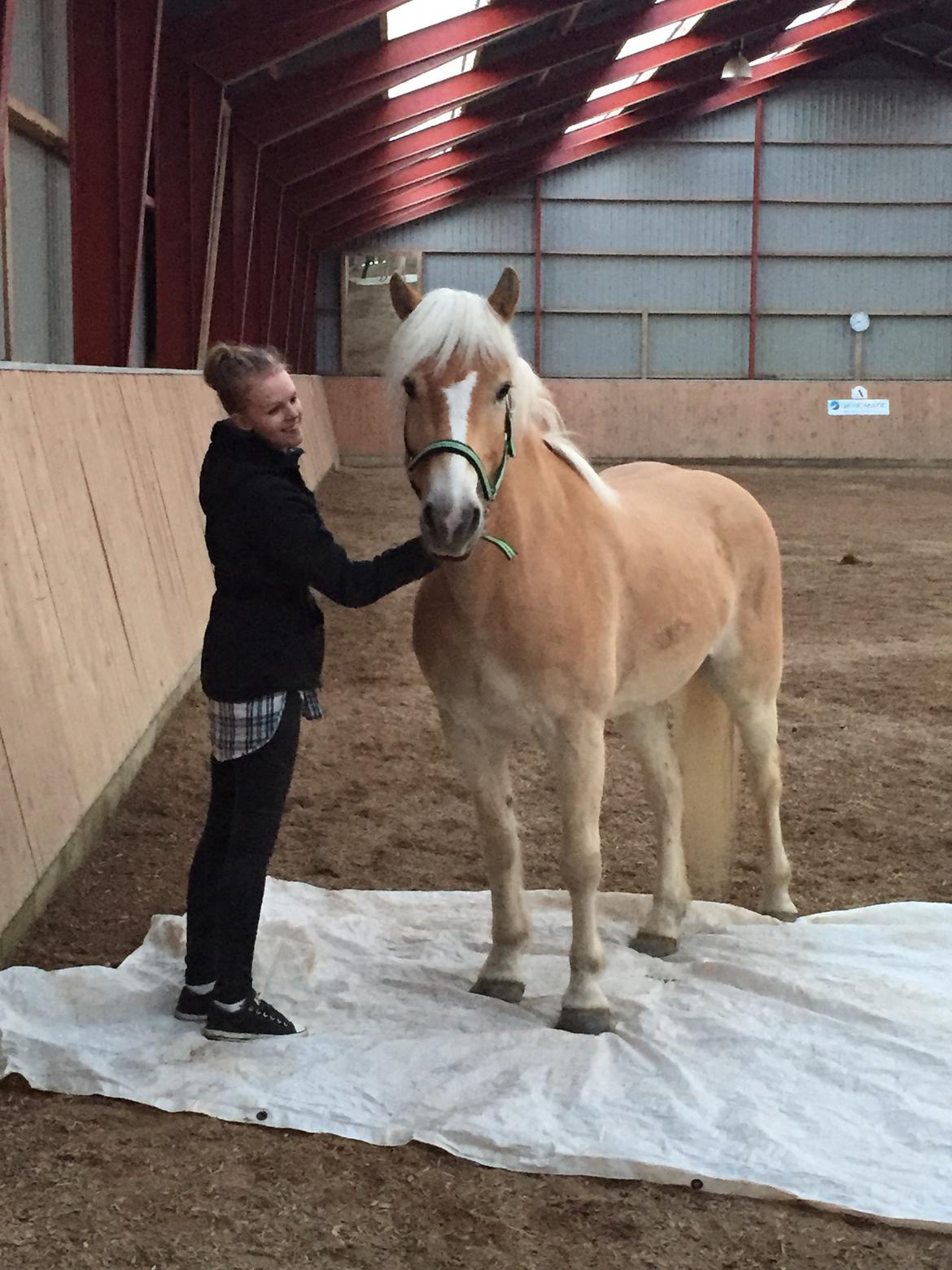 Tyroler Haflinger Nolle  billede 12