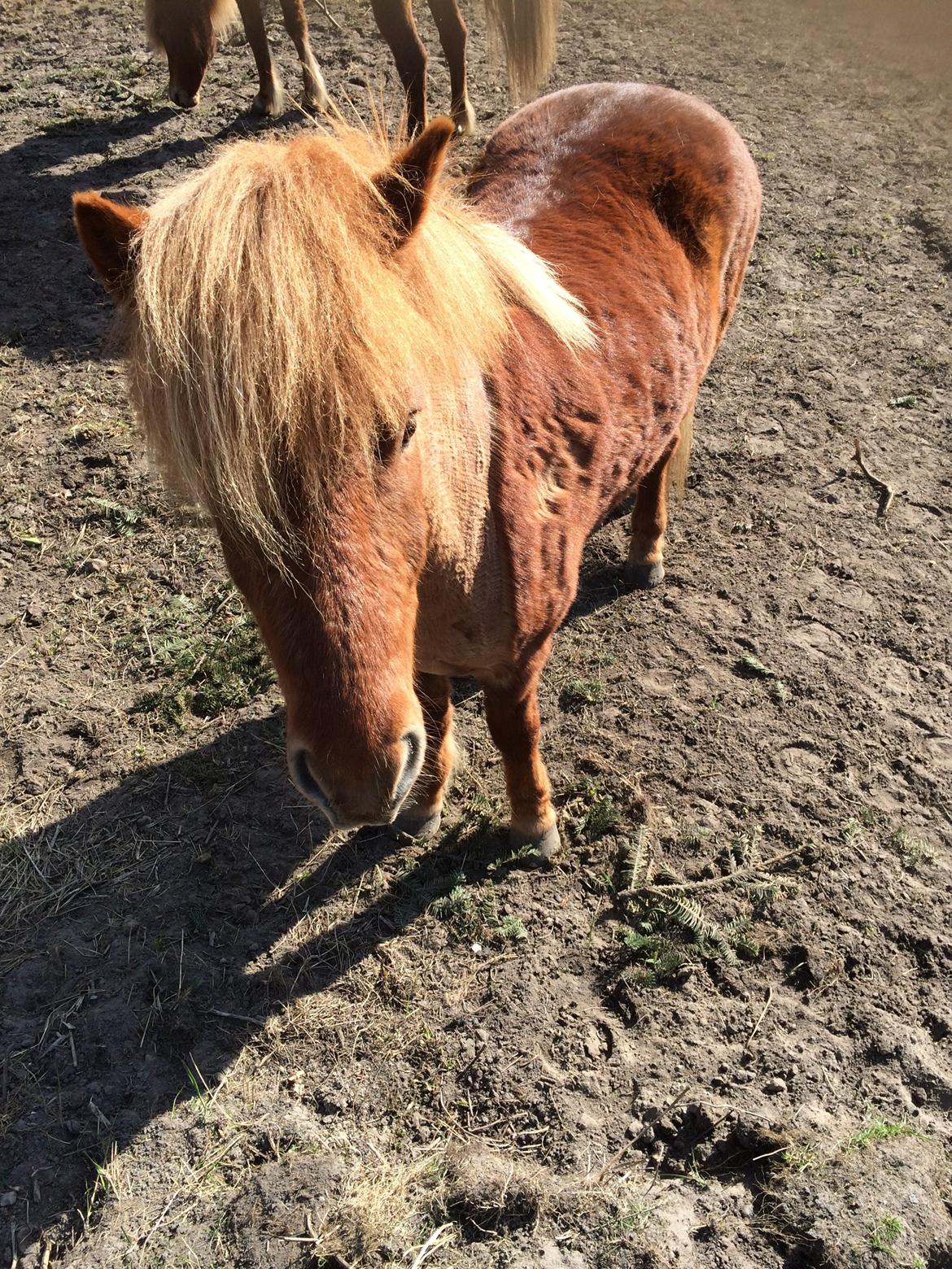 Islænder Stjarni fra Østrup *BULLER* billede 9