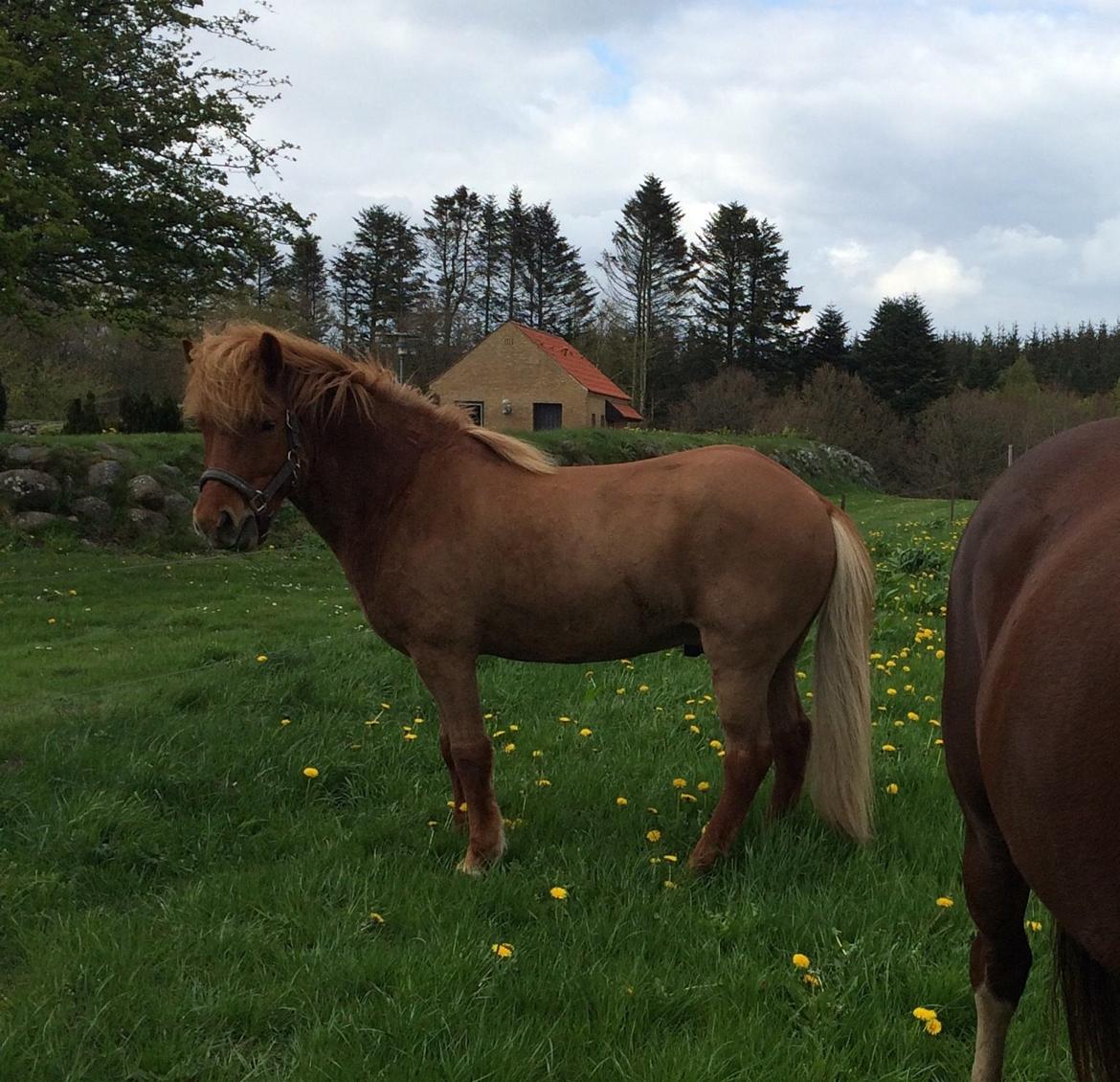 Islænder Stjarni fra Østrup *BULLER* - Baaaaaaaby<3 billede 18