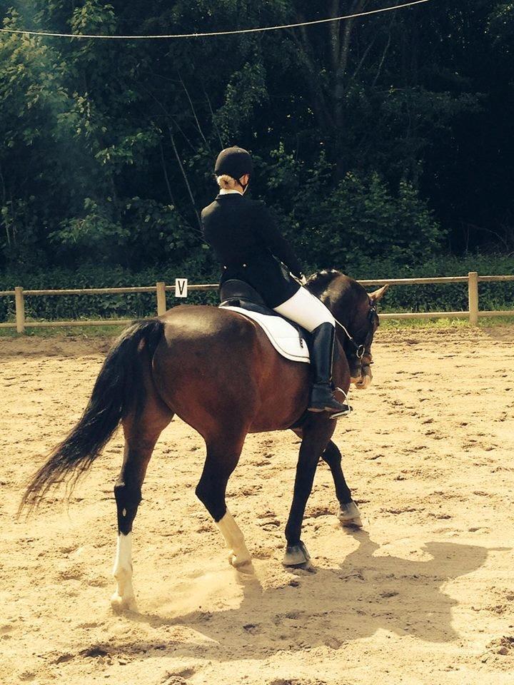 Oldenborg Stald Højgårds Cæsar billede 12