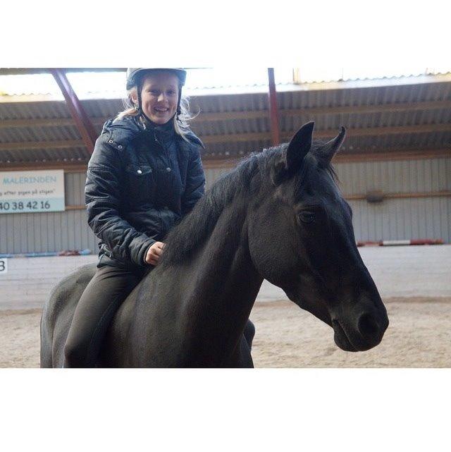 Welsh Partbred (Sec F) Laibek's Fulton - "B" pony !!!! billede 17