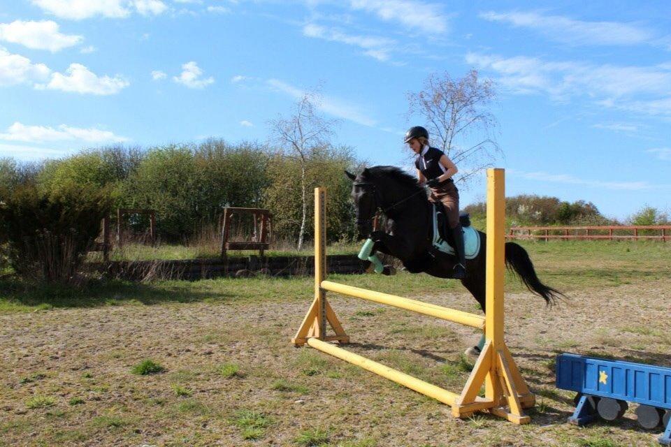 Welsh Partbred (Sec F) Laibek's Fulton - "B" pony !!!! - han kan da springe lidt ☺️ billede 13