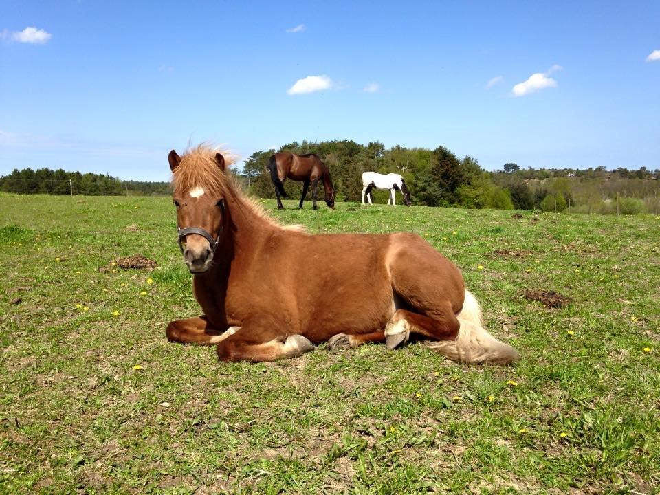 Islænder Grímséy fra Isfryd billede 10