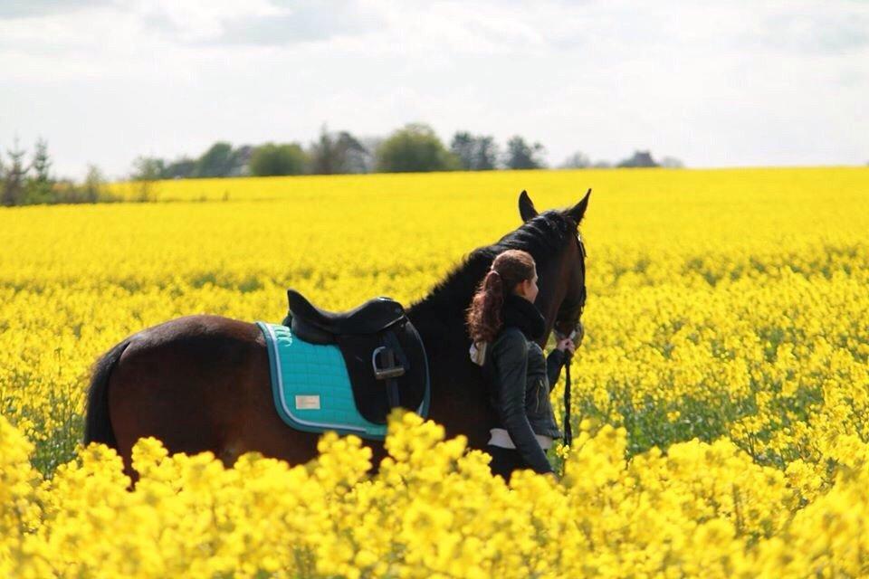 Oldenborg Tabasco (tidl part) billede 17