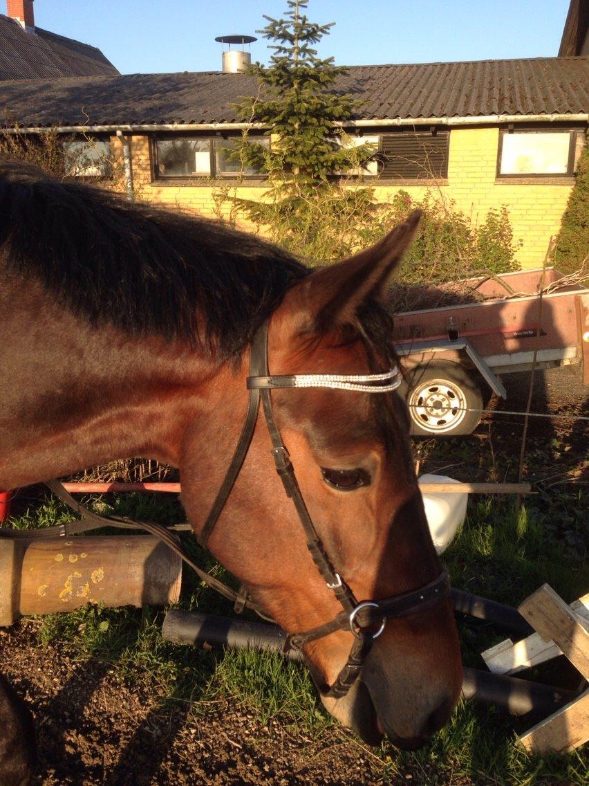 Oldenborg Tabasco (tidl part) billede 18