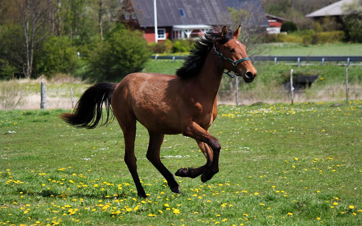 Dansk Varmblod Angel of music (SOLGT) *For evigt elsket <3* - NYT: Lækker ;) billede 23