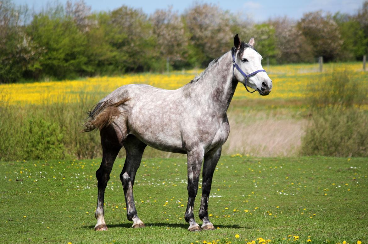 Dansk Varmblod Lambrié Vejen (Avlshoppe) - NYT: Så lækker :) billede 39