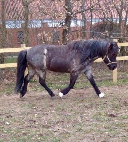 Islænder LITFARI BLÅBJERG - Trav, som ikke er hans fortrukne gangart, men bruger den gerne hvis jeg siger han skal. Dygtig hest! billede 13
