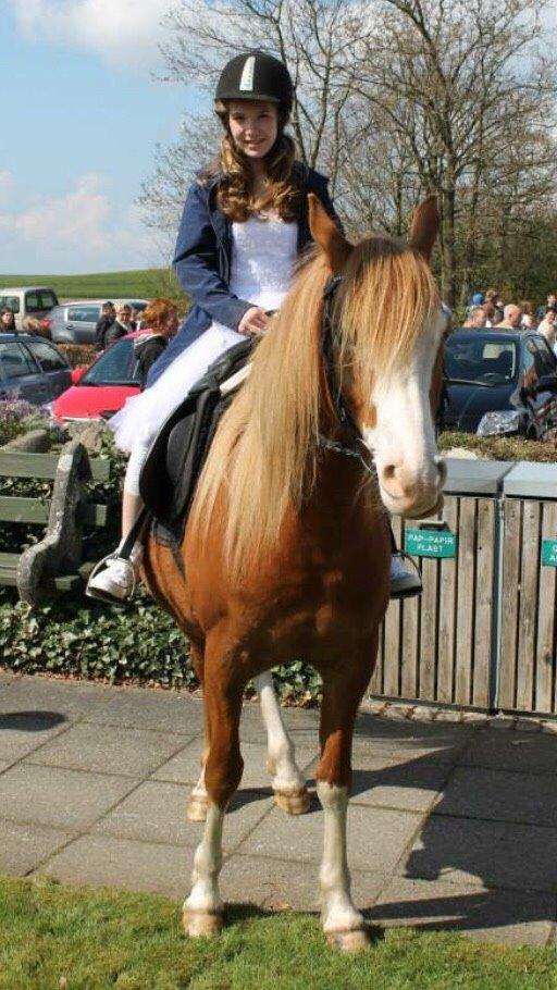 Welsh Partbred (Sec F) Xenobia - Ponyen stod klar ved kirken, på min konfi dag <3 billede 8