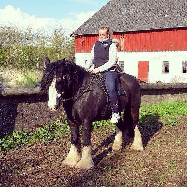 Irish Cob Sir Victor Of Ireland, solgt billede 11