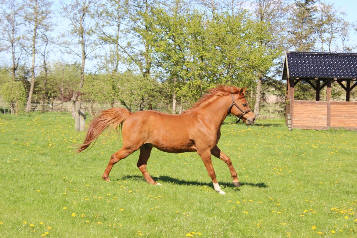 Arabisk fuldblod (OX) BS Miraculix OX billede 9