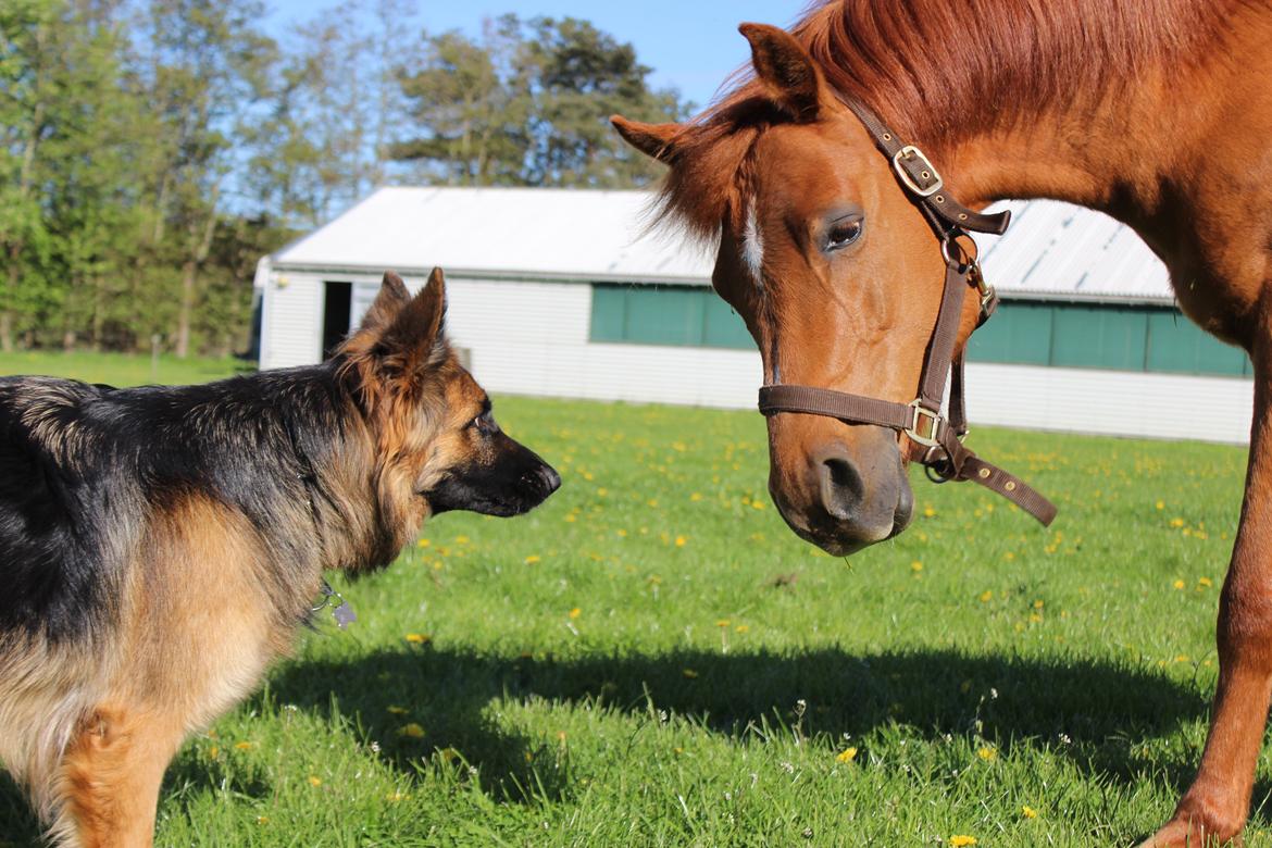 Arabisk fuldblod (OX) BS Miraculix OX billede 10