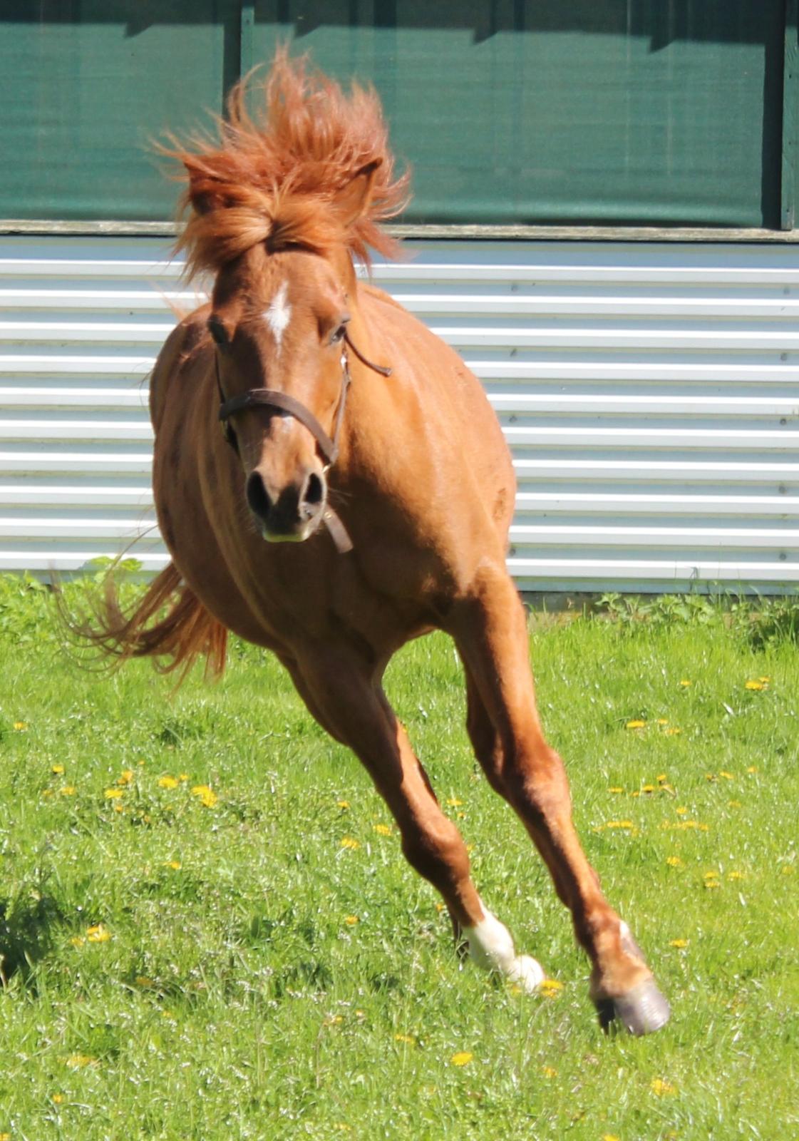 Arabisk fuldblod (OX) BS Miraculix OX billede 11