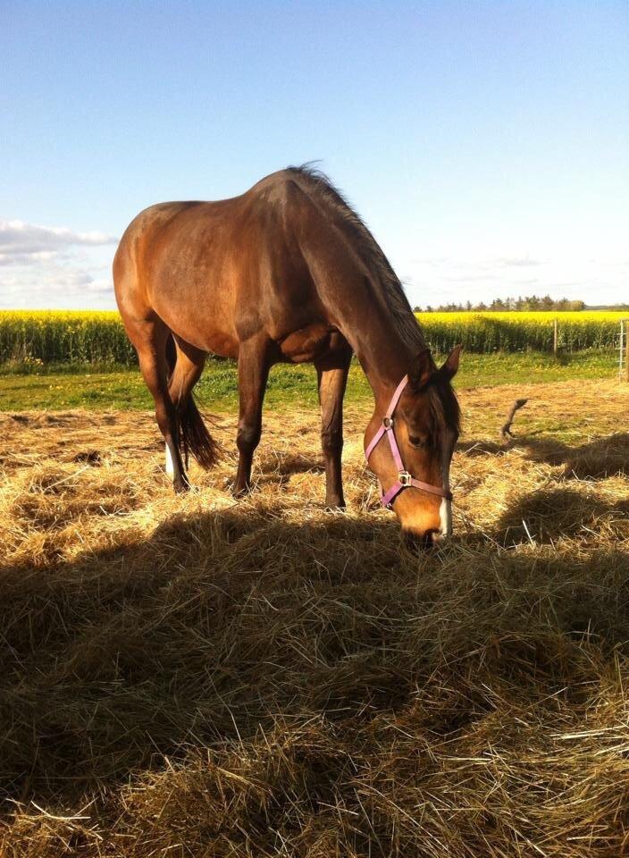 Dansk Varmblod Chansey Skovbo billede 19