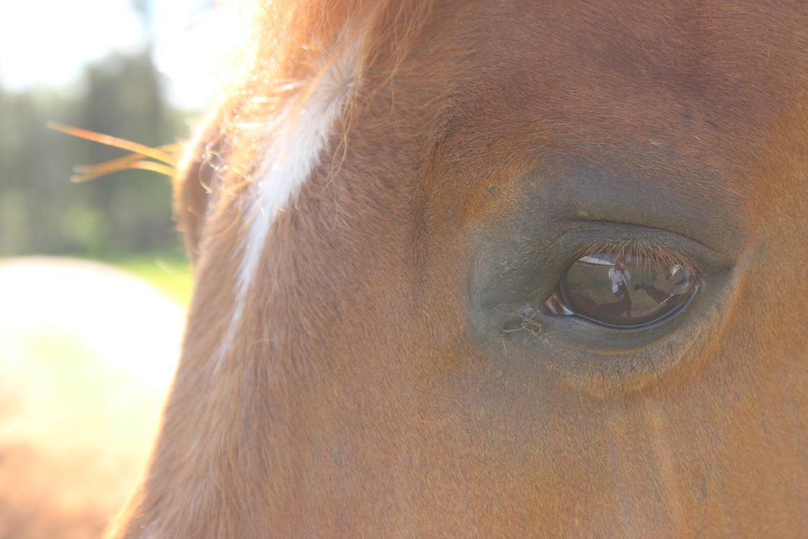 Arabisk fuldblod (OX) BS Miraculix OX - 3i1. Min datter, mit paradis på jord, min hest billede 12