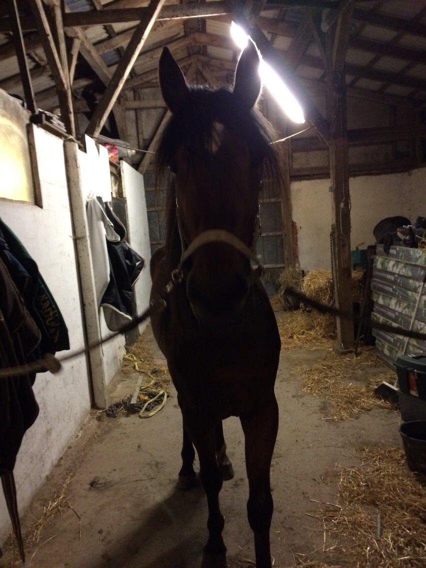 Traver Arn Kronos billede 21