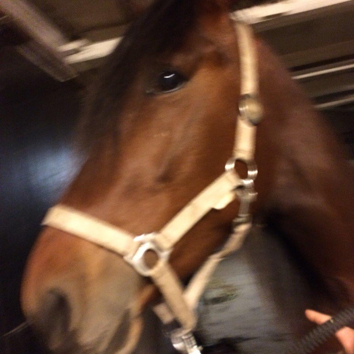 Traver Arn Kronos billede 20