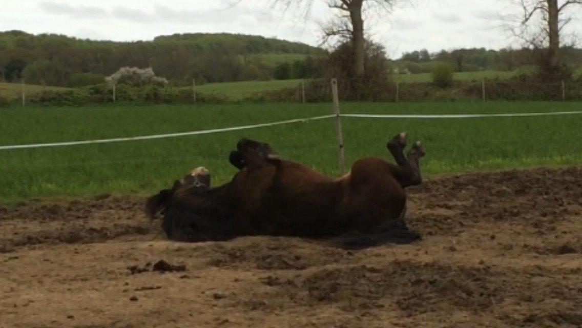 Dartmoor Anc-neu Loa billede 9