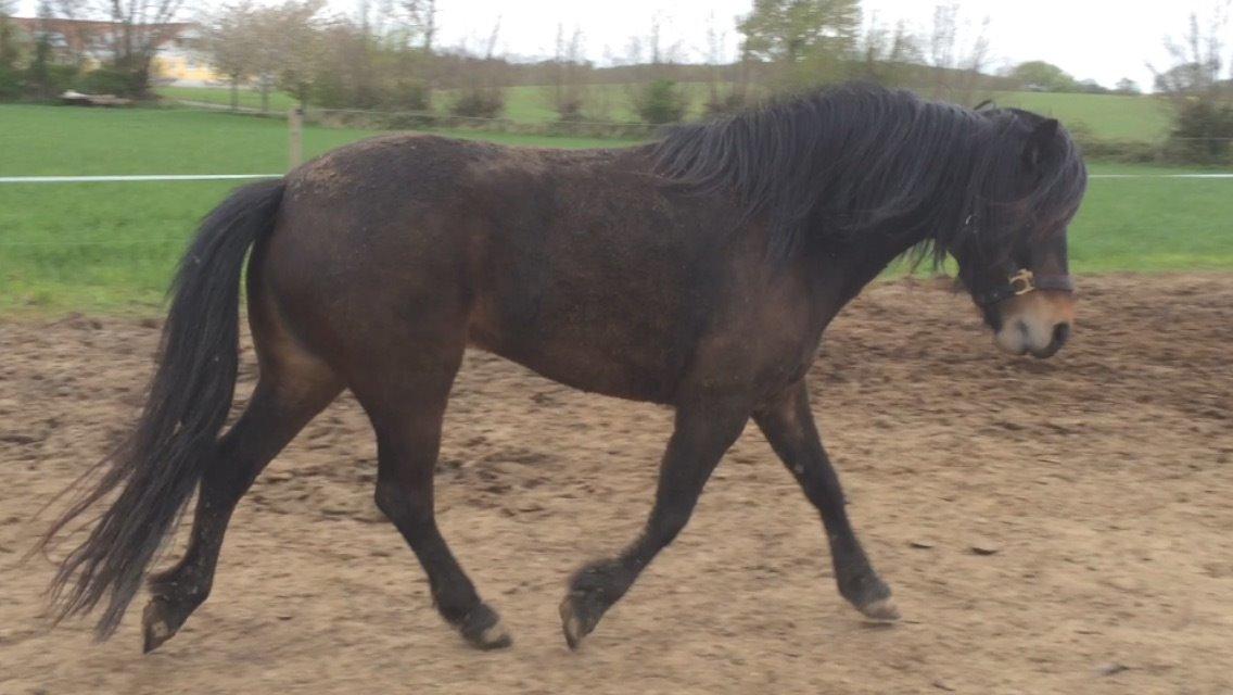 Dartmoor Anc-neu Loa billede 12