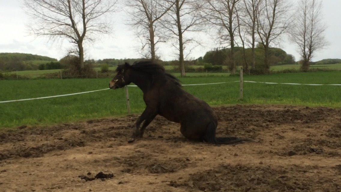 Dartmoor Anc-neu Loa billede 10