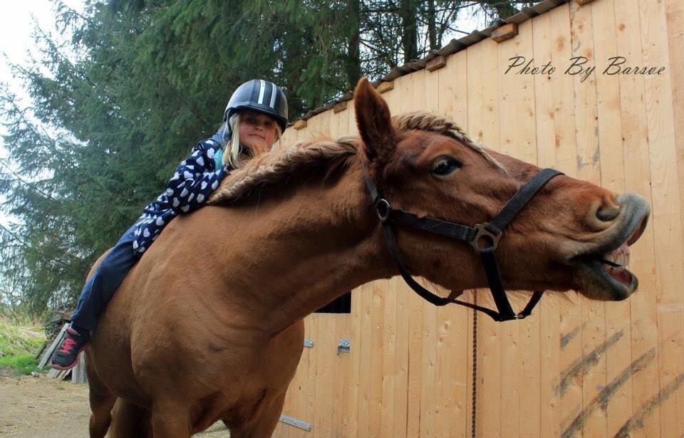 Anden særlig race Elvis billede 11