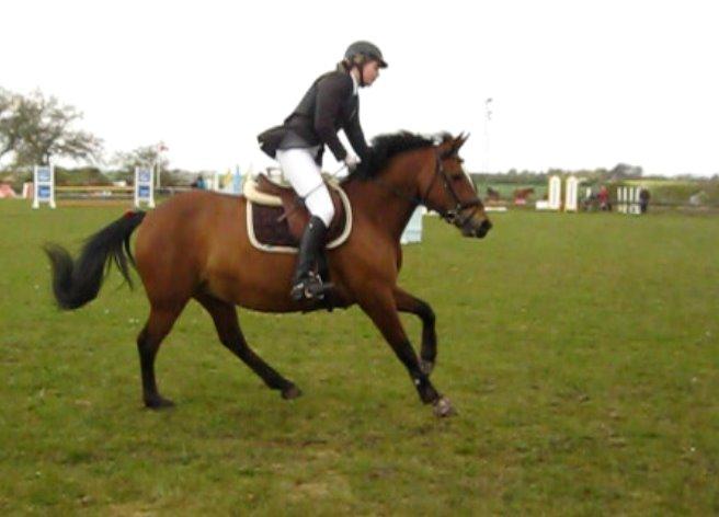New Forest Birkilds Veronica billede 17
