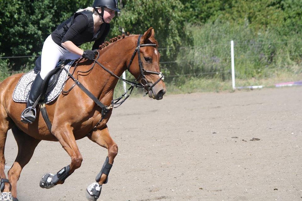 Palomino Argento<3 (rød) billede 1