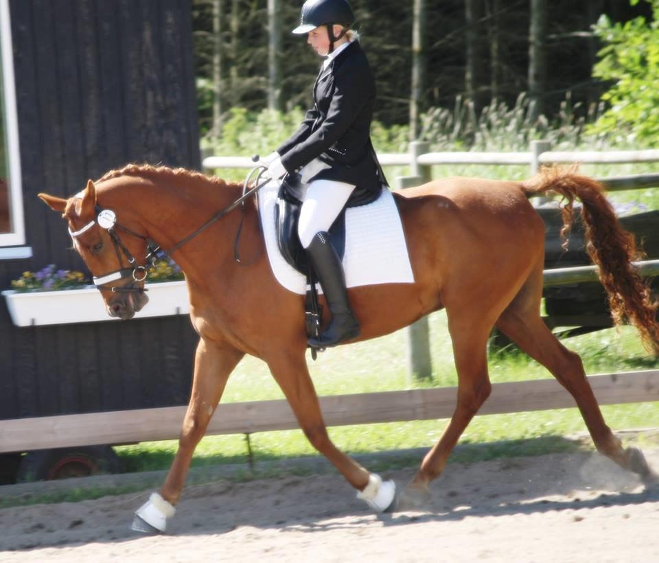Palomino Argento<3 (rød) billede 4
