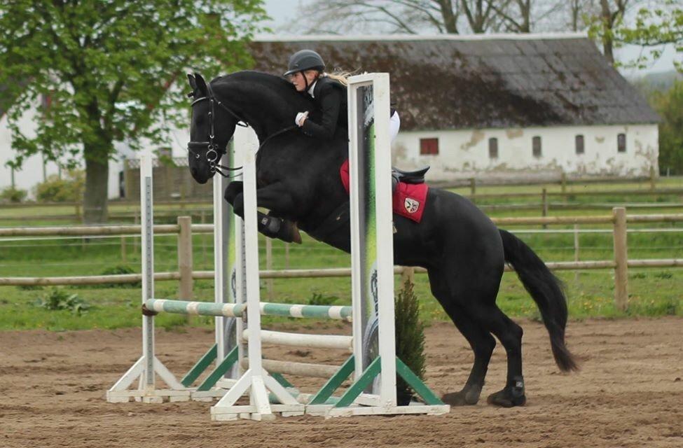 Frieser Labelle (Rix) RIP - simone i 80 cm på boller rideklub billede 20