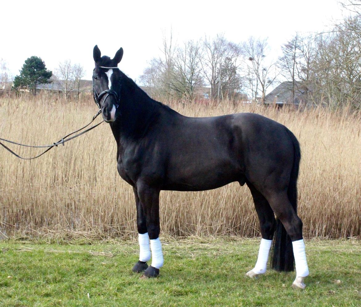 Dansk Varmblod Lyngbakgaard's Narcoh billede 1