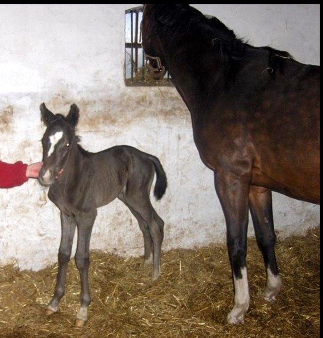 Dansk Varmblod Lyngbakgaard's Narcoh billede 2