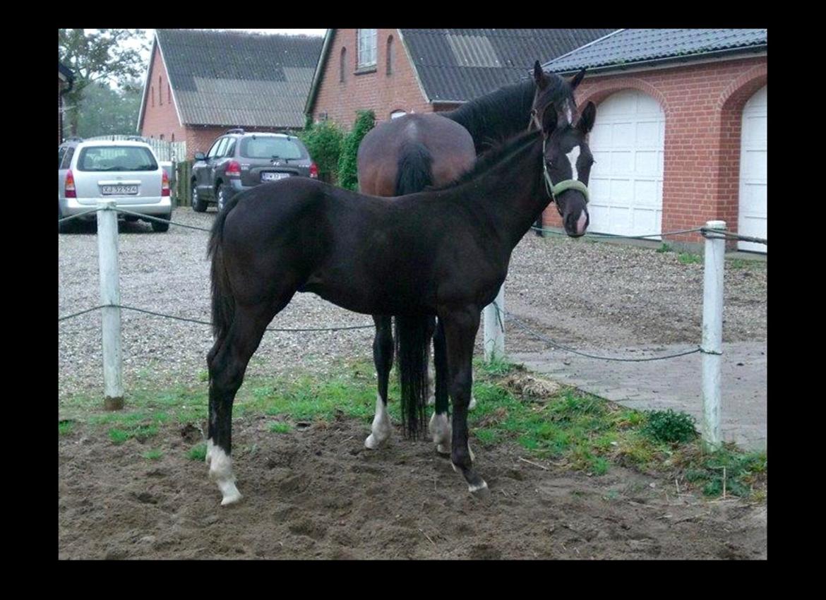 Dansk Varmblod Lyngbakgaard's Narcoh billede 4