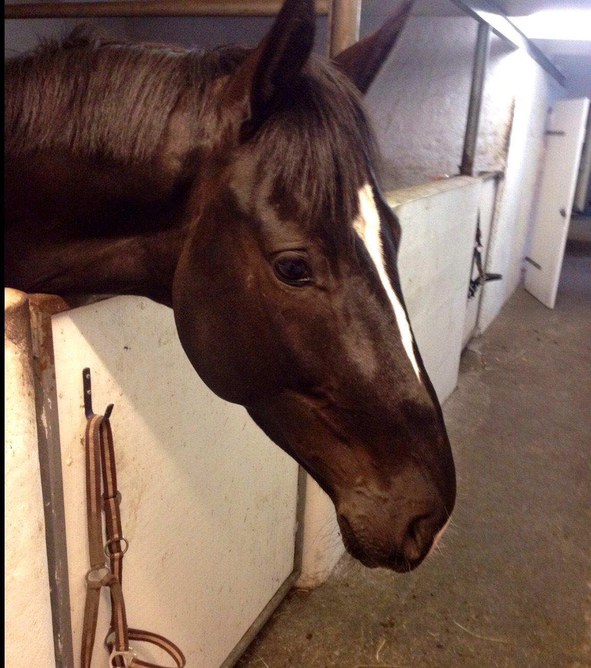 Dansk Varmblod Lyngbakgaard's Narcoh billede 5