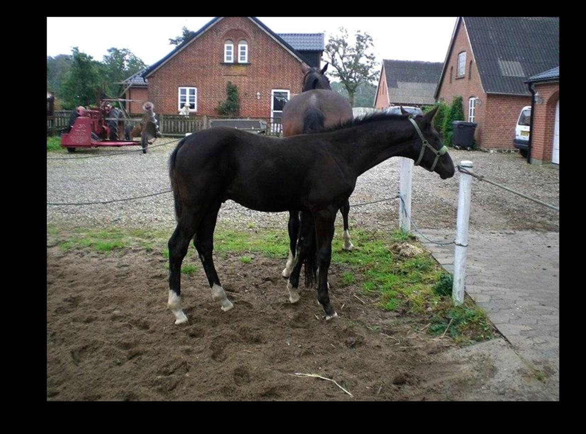 Dansk Varmblod Lyngbakgaard's Narcoh billede 3