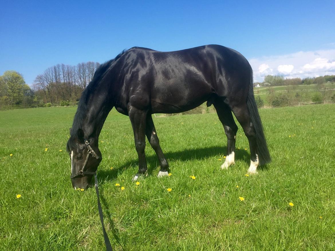 Dansk Varmblod Lyngbakgaard's Narcoh billede 7