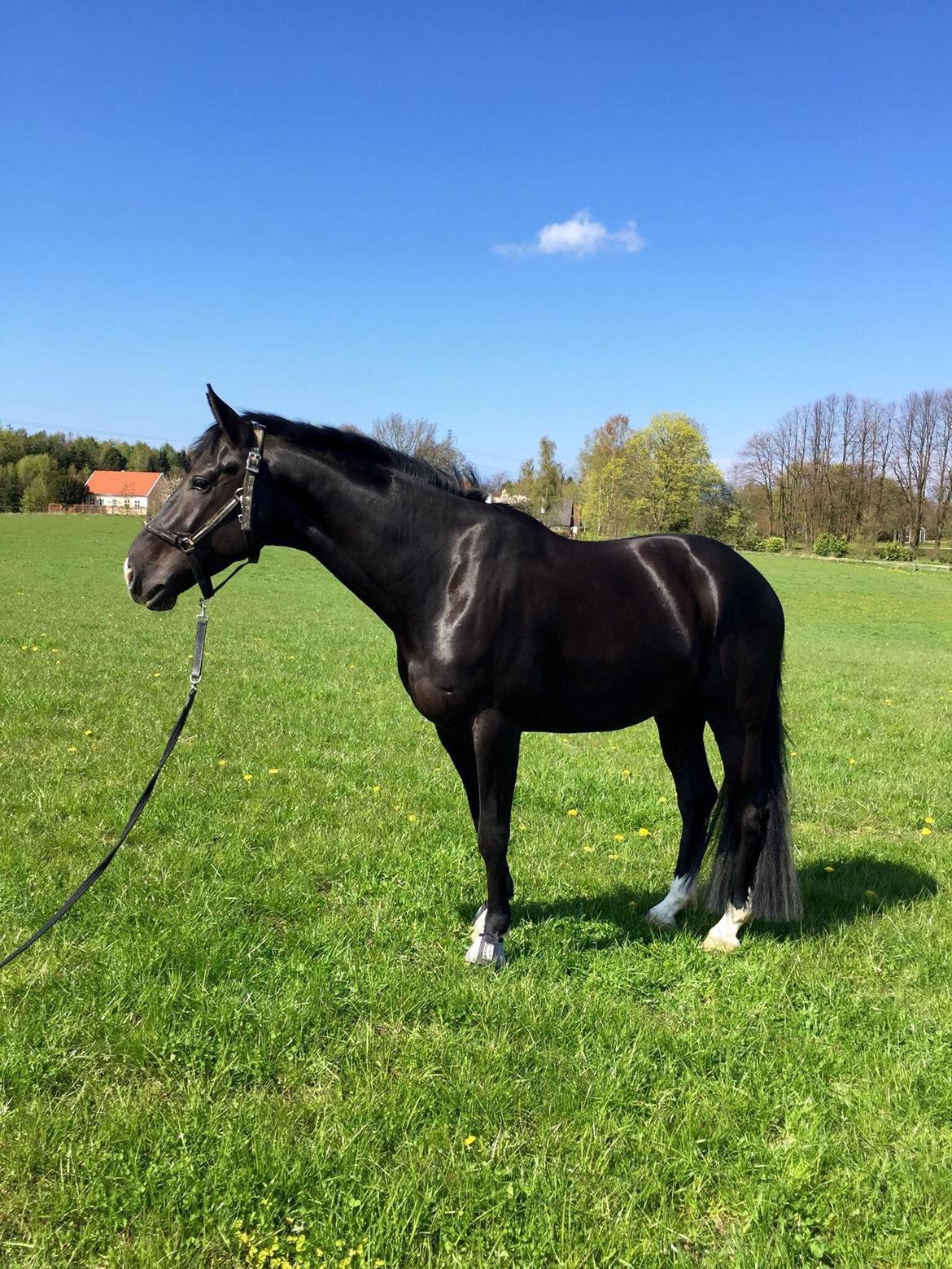 Dansk Varmblod Lyngbakgaard's Narcoh billede 8