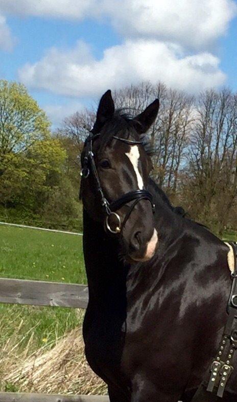 Dansk Varmblod Lyngbakgaard's Narcoh billede 9