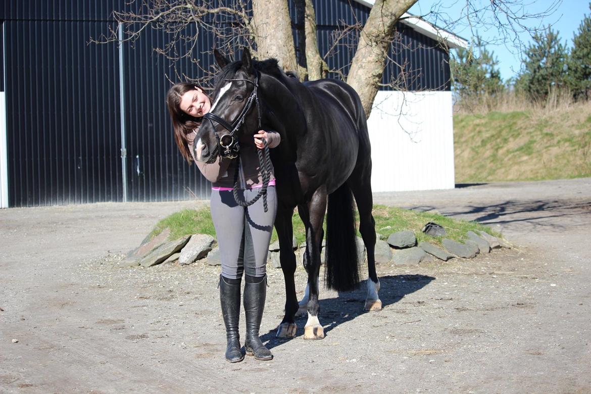 Dansk Varmblod Lyngbakgaard's Narcoh billede 6