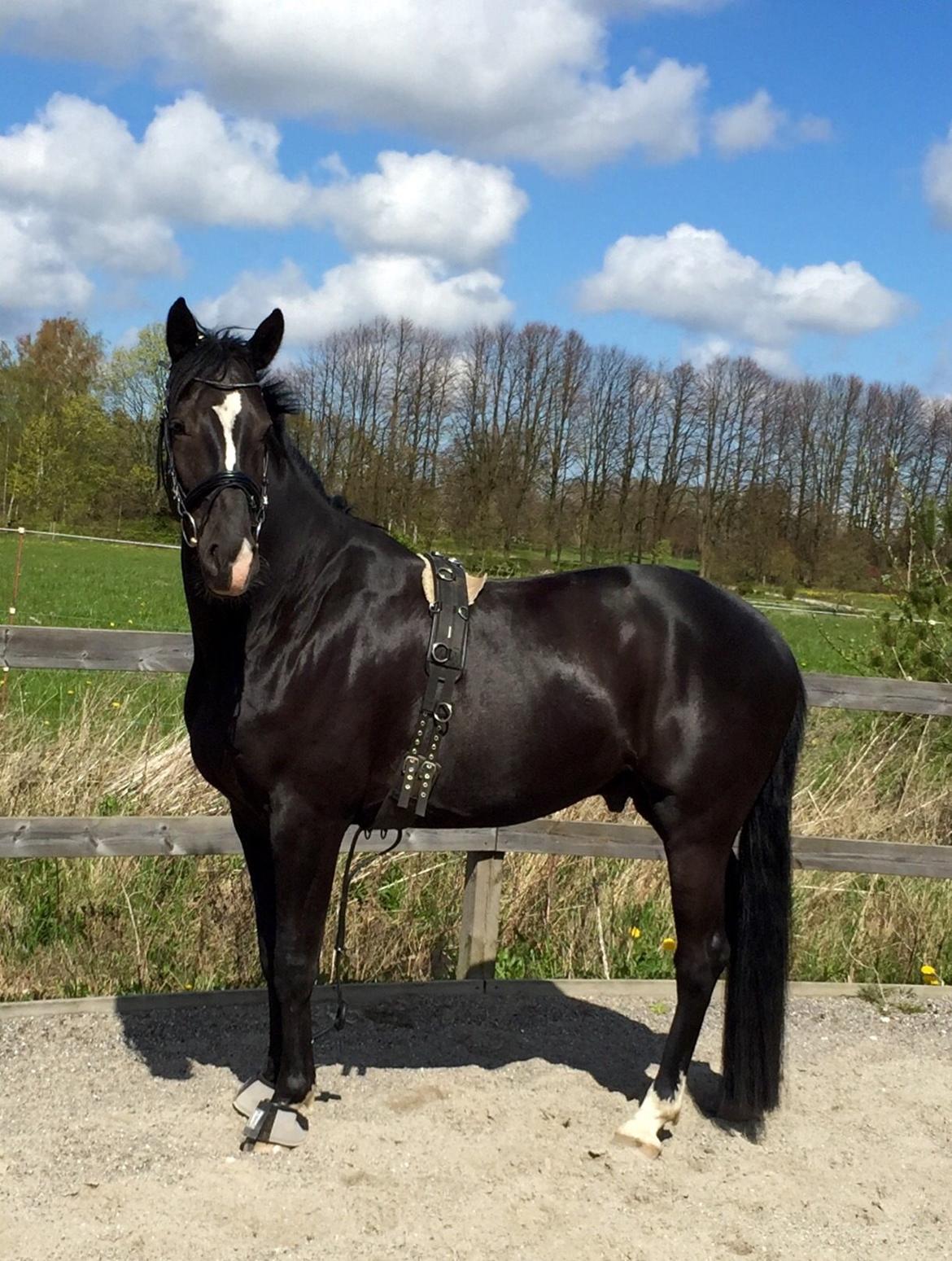 Dansk Varmblod Lyngbakgaard's Narcoh billede 10