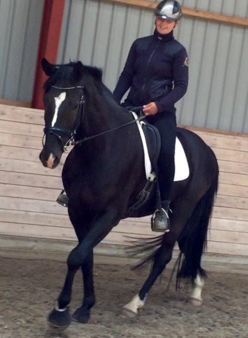 Dansk Varmblod Lyngbakgaard's Narcoh billede 11