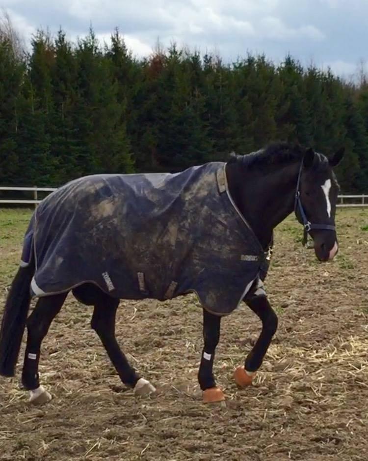 Dansk Varmblod Lyngbakgaard's Narcoh billede 13