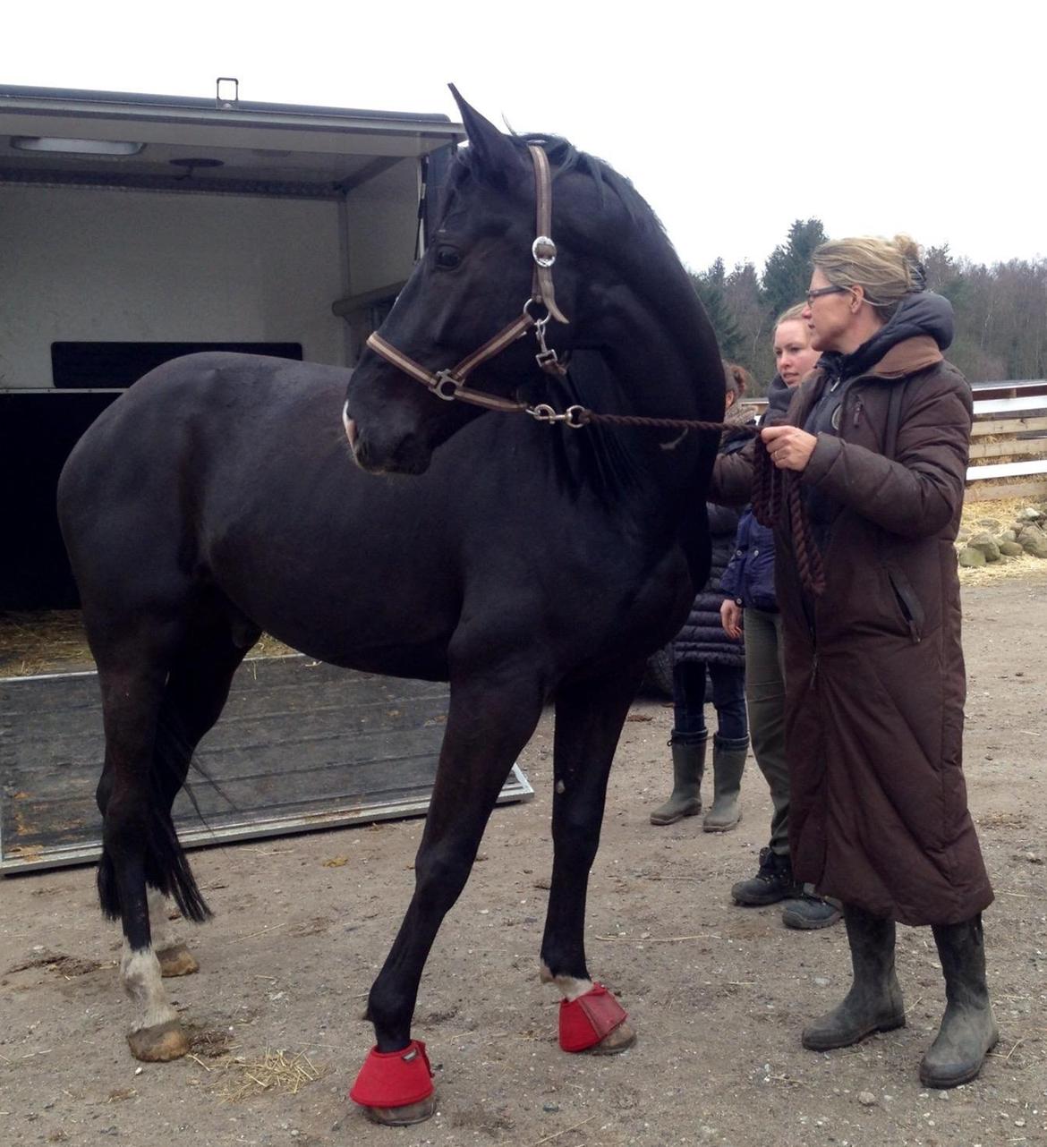 Dansk Varmblod Lyngbakgaard's Narcoh billede 14